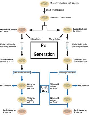 Pathogen infection induces specific transgenerational modifications to gene expression and fitness in Caenorhabditis elegans